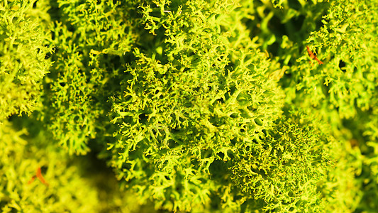 驯鹿苔藓墙绿墙装饰地衣植物绿化宏观石蕊生长植物群叶子绿色图片