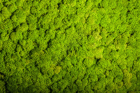 驯鹿苔藓墙绿墙装饰地衣石蕊绿色绿化植物群叶子植物生长宏观图片