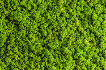 驯鹿苔藓墙绿墙装饰地衣绿色石蕊宏观绿化植物群植物叶子生长背景图片