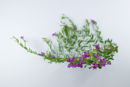 小型假石南花分离物植物紫丁香紫色花瓣装饰植物群草本植物小精灵美丽花园图片