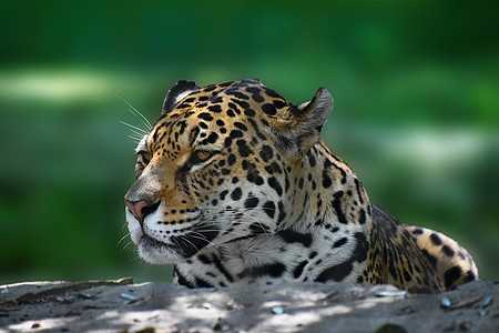 美洲豹近身侧面肖像动物食肉动物园野生动物绿色鼻子晶须荒野眼睛猫科动物背景图片