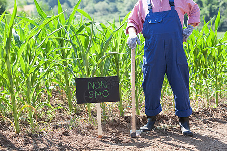 GMO 免费玉米田图片