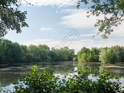 夏季湖边风景 有树木 云彩 藻类和反射场生态池塘反射天空荒野阳光岩石叶子森林公园图片