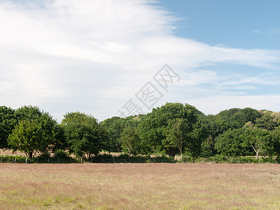 一片空旷的农田 有树木和白云 在阳光明媚的日子;图片