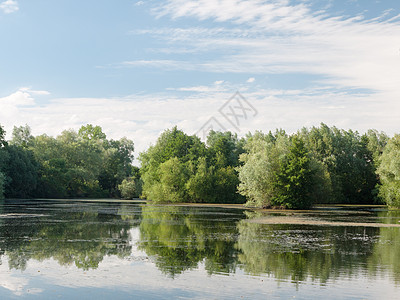 以树木 云彩 藻类和夏季湖边风景图片