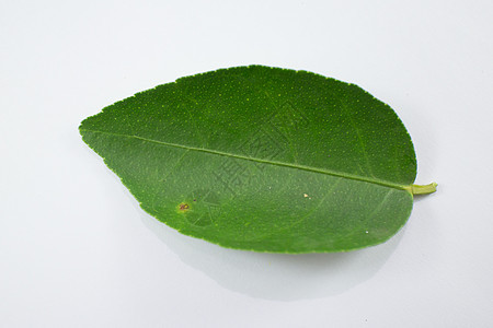 白色背景上孤立的绿叶柠檬黄色水果绿色植物食物收成叶子图片