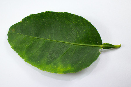 白色背景上孤立的绿叶收成叶子植物水果食物黄色柠檬绿色图片