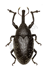 白色背景上的真正象鼻虫 sturnus Schaller 1783恶狼鼻子动物漏洞甲虫鞘翅目宏观昆虫图片