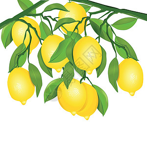 树上柠檬插图图片