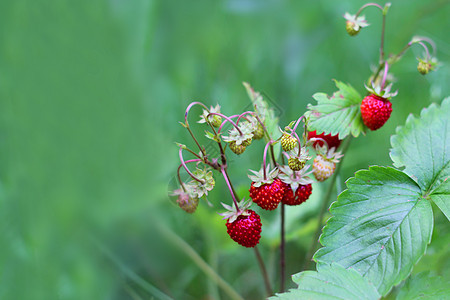 森林中的野草莓森林收成衬套食物生长浆果叶子营养农业红色图片