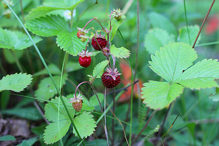 森林中的野草莓衬套植物农业收成红色绿色生长叶子浆果森林图片