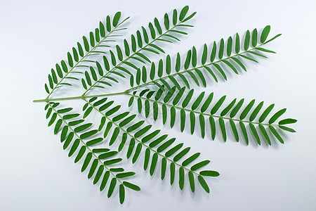 孤立的白波皮纳克野花树或白波皮那克装饰品花园叶子反射水果绿色植物蔬菜白色种子图片