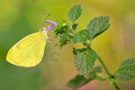 阿加里特蝴蝶植物飞行太阳荒野航班漏洞黄色宏观昆虫黄栌图片