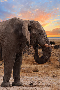 Etosha国家公园上的非洲大象水坑象牙食草哺乳动物男性荒野灰尘国家耳朵老人图片