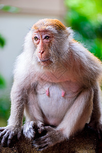 一只猴子雌猴坐在树枝上图片