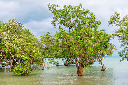 静静的湾湾 泰国有植水树图片
