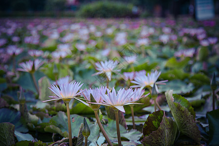 池塘中莲花的美丽植物学热带异国百合花朵情调花瓣叶子季节蓝色图片