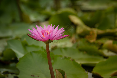 池塘中莲花的美丽植物群百合异国冥想花瓣水彩叶子季节反射热带图片