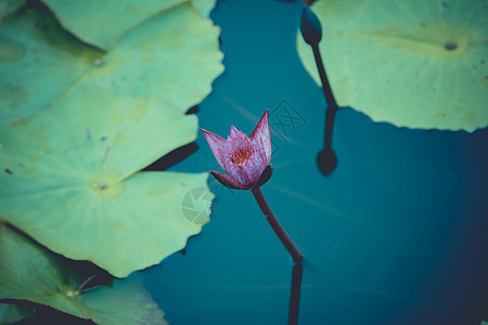 池塘中莲花的美丽情调冥想季节蓝色热带植物群异国植物学反射叶子图片