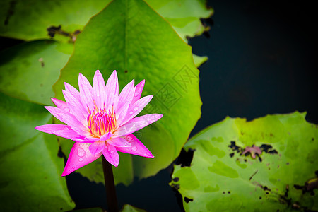 池塘中莲花的美丽水彩植物情调荷花蓝色热带反射花瓣冥想异国图片