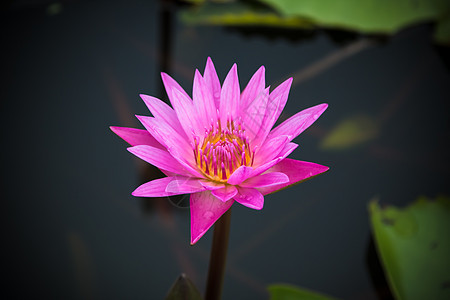 池塘中莲花的美丽荷花情调花瓣公园植物热带花园冥想异国蓝色图片