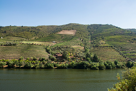 杜罗谷的葡萄树生长培育植物世界旅行风景种植者农村乡村国家图片