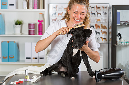 与他的狗美国斯塔福德郡烘干员工女士兽医灭火器发型吹风机宠物洗发水马巾图片