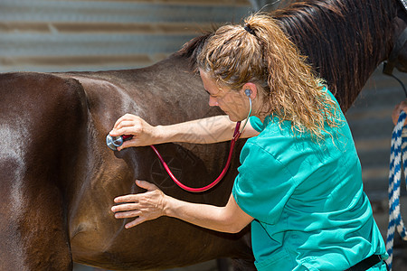 农场上的兽医马药品考试工作动物医生诊断微笑小马女孩咨询图片