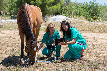 农场上的兽医马女孩测试女士场地牧场哺乳动物治愈微笑动物检查图片