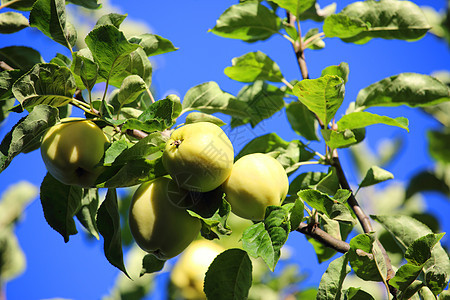 树上的苹果农业农场食物叶子果园天空生长乡村苹果树植物图片