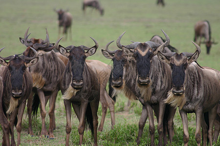 非洲博茨瓦纳稀树草原的野生野生蚁群跑步跳羚国家地形野生动物羚羊荒野马拉马赛大草原图片