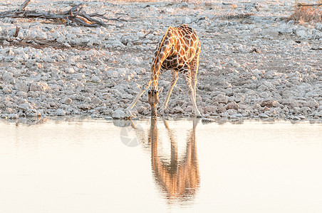 日落时 纳米比亚长颈鹿在水坑饮水图片