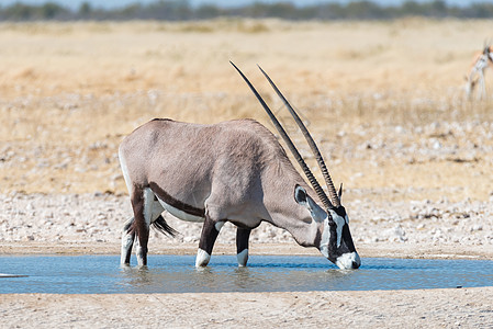 Oryx 也叫Gegresbok 在水井的饮用水图片