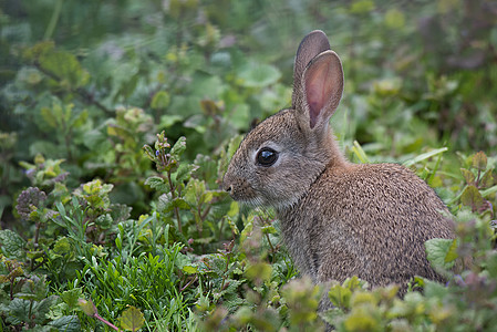 野兔棕色场地哺乳动物绿色耳朵兔子荒野野生动物毛皮图片