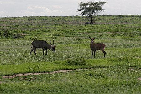 草原上羚羊非洲博茨瓦纳热带草原野生蚂蚁哺乳动物风景国家旅行地标环境马赛土地地形野生动物马拉背景