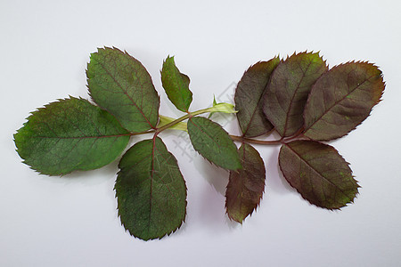 离粉红玫瑰花叶很近花瓣花园绿色植物粉色花束宏观黄色花朵玫瑰图片