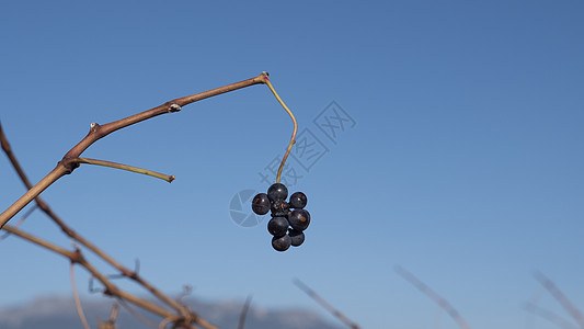 位于西班牙拉里奥贾的葡萄酒庄园藤蔓食物农村酒厂土地日落收成场地农场院子图片