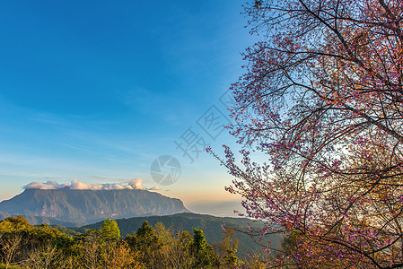 山顶的粉红樱桃 日出在道梁清假期冒险森林樱花公园旅行树叶旅游植物群花朵图片