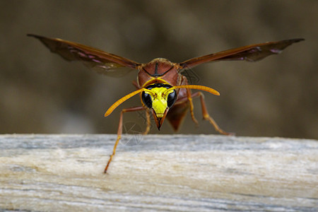 陶器黄蜂在干木材上的图像昆虫衬套动物摄影危险花蜜石匠宏观植物翅膀图片
