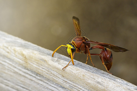 陶器黄蜂在干木材上的图像漏洞石匠昆虫荒野翅膀眼睛花蜜野生动物橙子宏观图片