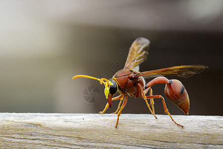 陶器黄蜂在干木材上的图像动物石匠野生动物植物橙子杂草花蜜衬套摄影翅膀图片