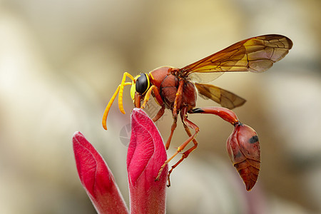 花上陶器黄蜂的图像杂草眼睛野生动物动物石匠花蜜翅膀摄影植物危险图片