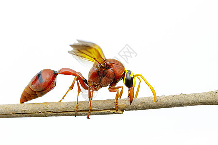 陶器黄蜂在wh的干枝上的图像危险摄影石匠动物漏洞翅膀眼睛叶子橙子花蜜图片