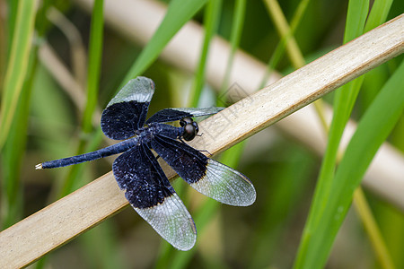 Pied Paddy 滑雪龙飞关于干燥的图像昆虫翅膀橙子动物植物环境场景食物宏观野生动物图片