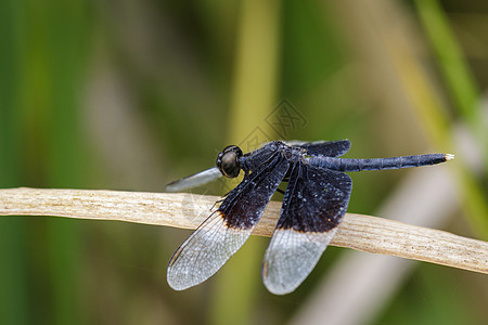 Pied Paddy 滑雪龙飞关于干燥的图像翅膀橙子环境飞行叶子荒野热带宏观场景眼睛图片