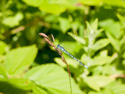 青草岩上的蓝蓝色普通蓝色环境植物蜻蜓植物群叶子翅膀花园绿色生长图片