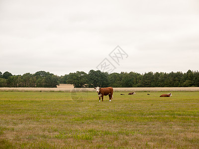 农民田里的牛群在被覆盖日图片