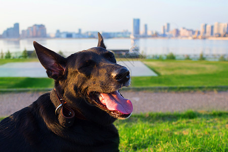 城市公园里快乐的黑狗警报动物猎犬注意力衣领牙齿鼻子宠物舌头朋友图片