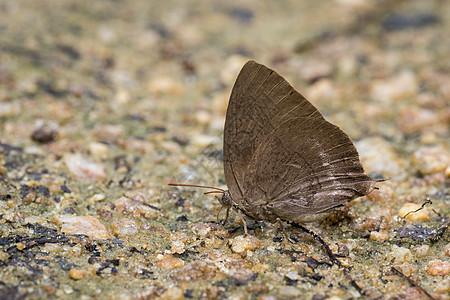 棕蝴蝶在地上的照片 昆虫动物图片