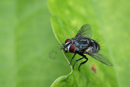 绿叶上苍蝇Diptera的图像双翅目植物群动物眼睛香蕉生物学花园植物生物漏洞图片